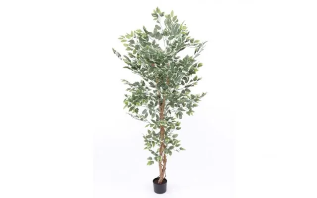 Ficus Benjamini 150 Cm 840 Blade