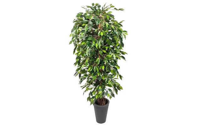 Ficus Benjamini 180 Cm 1.440 Blade