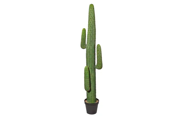 Kaktus 170 Cm Med 3 Arme