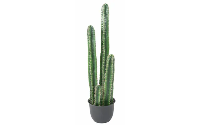 Kaktus Barel 135 Cm