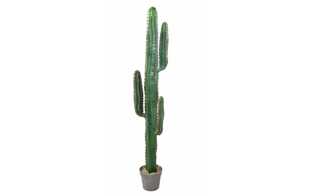 Kaktus Mexico 150 Cm Med 3 Arme