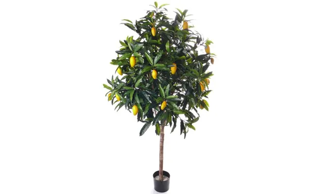Mangotræ 210 Cm Med 1.056 Blade Og 27 Frugter