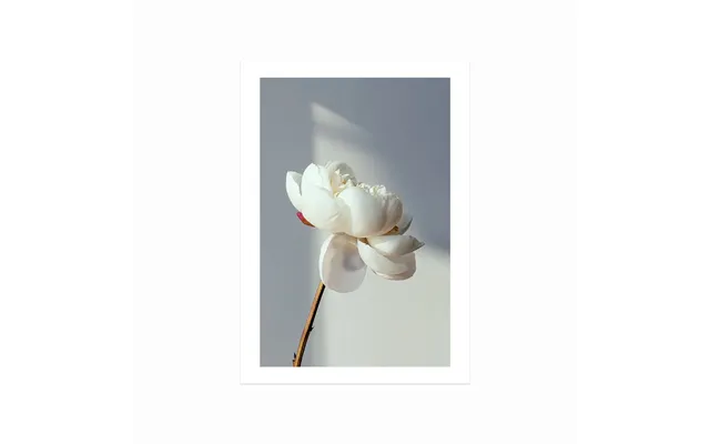 Blooming