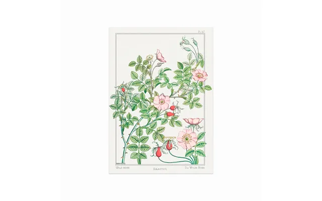 Eglantier Wild Rose
