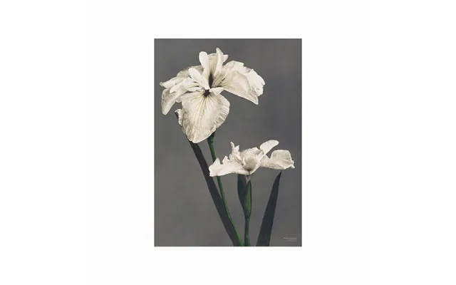 Ogawa Kazumasa Iris Kæmpferi