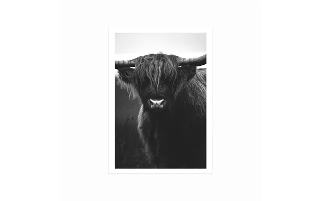 Ox
