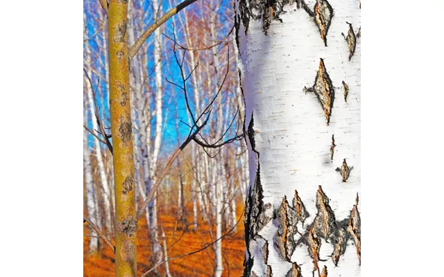 Blissful Birch - Plade 60-100 Timers Duft