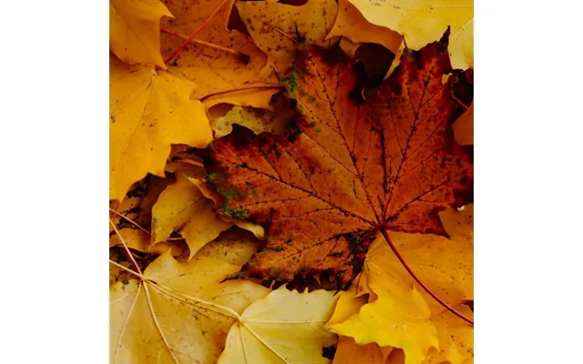 Brisk Autumn Walk - Plade 60-100 Timers Duft