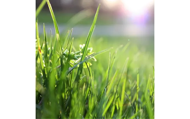 Freshly Cut Green Grass - Sidste Chance
