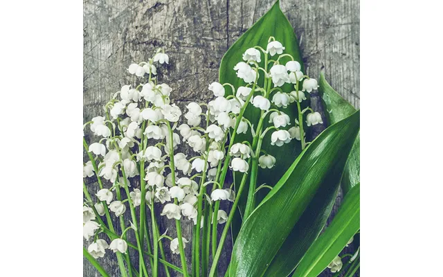 Lily Of The Valley - Plade 60-100 Timers Duft