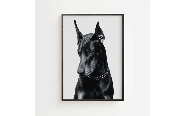 Elegant Dobermann Poster 50 X 70 Cm Ellens Postershop