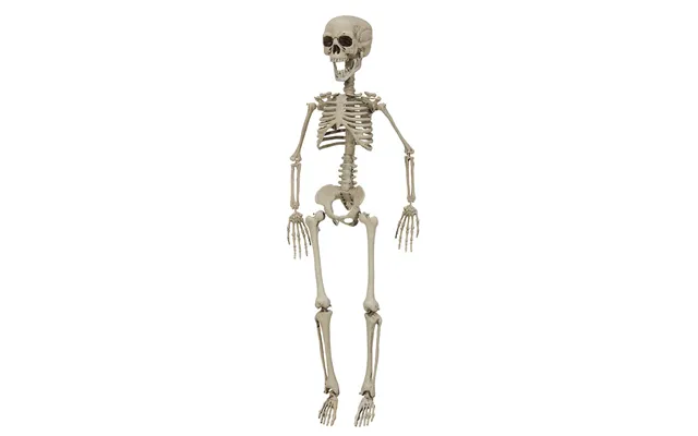 Halloween Skelet 76 Cm.