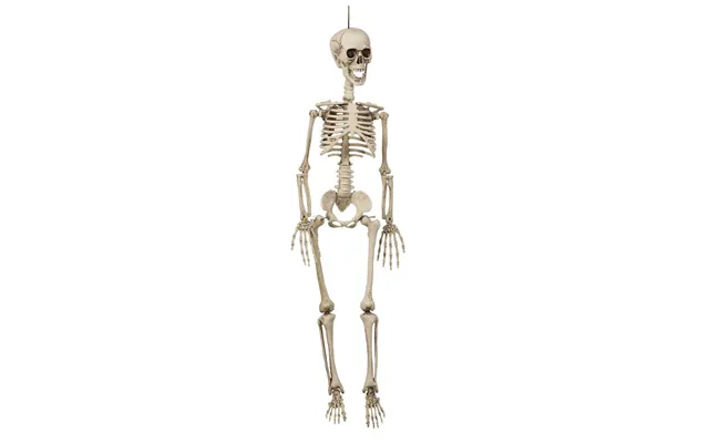 Halloween Skelet 90 Cm.