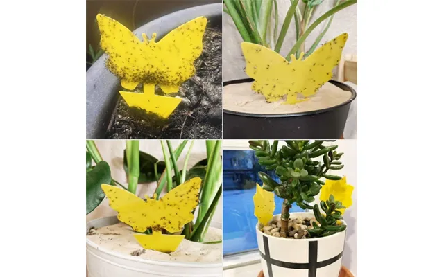 Klisterfælde Insekter