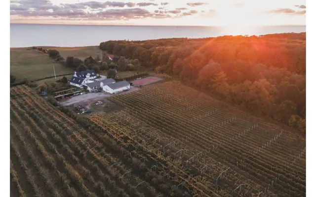 Go Dream Vinsmagning For 1 Hos Vesterhave Vingaard - Oplevelsesgaver
