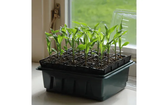 Roottrainer Compact Sæt