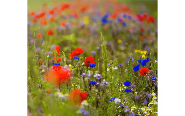 Blomstermarksblanding - En & Flerårig Til Haven