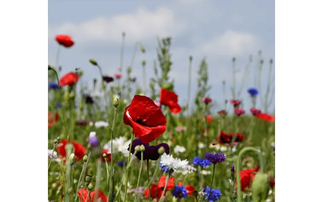 Sommerblomster - Halvhøj Blanding