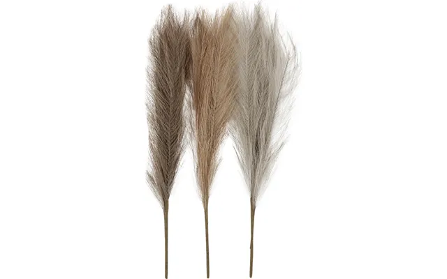 Pampasgræs - L 50 Cm