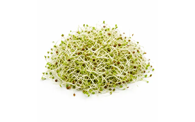 Alfalfa Lucerne - 50g
