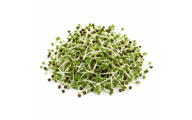 Broccolifrø - Økologisk