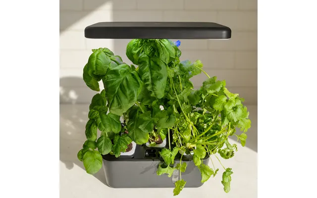 Happygrow Minihave