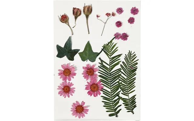 Tørrede Blomster Og Blade - Lyserød.