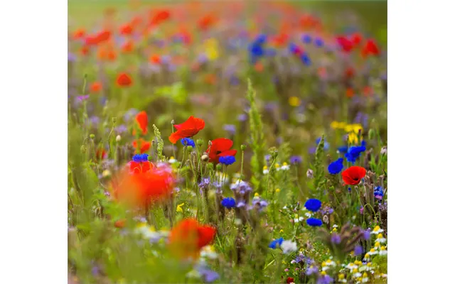 Blomstermarksblanding En & Flerårig Til Haven