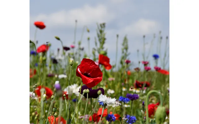 Sommerblomster - Halvhøj Blanding