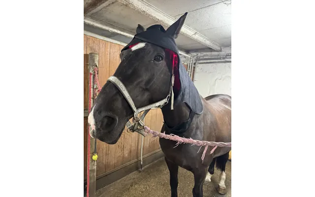 Rød Lys Terapi Hætte Til Hest Heat Sense Horse - Red Light Therapy