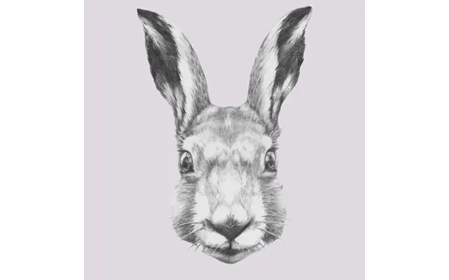 Ready Steady Rabbit Af Illux