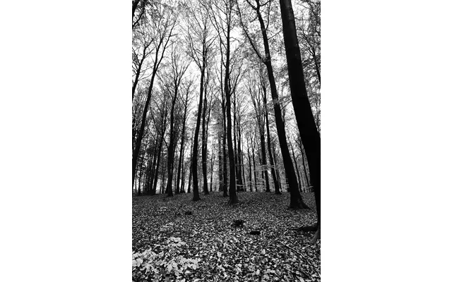 Trees Af Jakob Evers