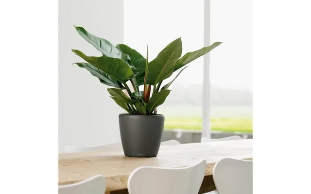 Lechuza Classico Premium Ls Indendørs Krukke Til Blomster Med Selvvandingssystem Charcoal Metallic Ø28 X H26 Cm