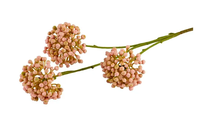 Bouvardia Rosa