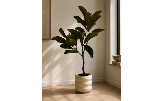 Elastica Plante 100 Cm