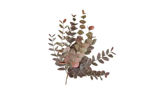 Eucalyptus 40 Cm Gylden Rosa