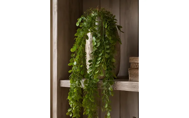 Hængeplante Hoya I Grøn Brun 105 Cm
