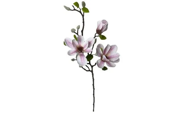 Magnoliagren Pink