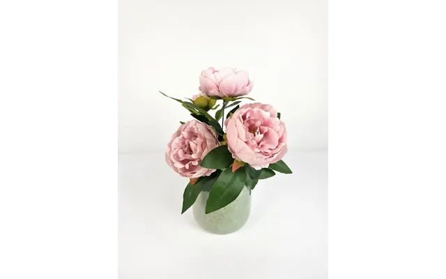 Pæon I Potte Rosa