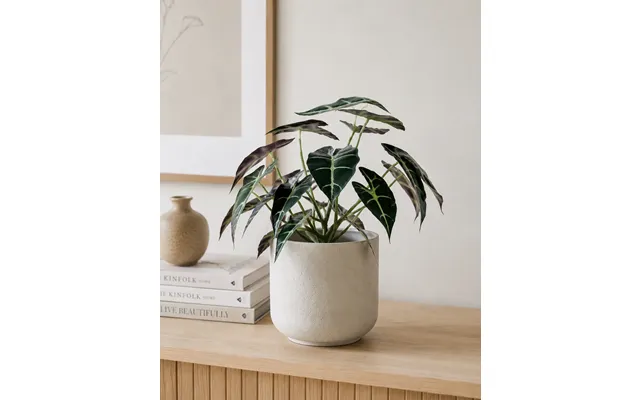 Plante Alocasia Broget 28 Cm