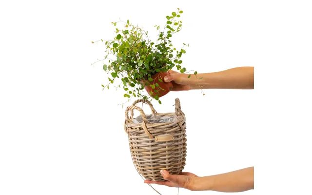 Plantekurv Til Ophæng M. Plastik - Sæt Á 2 Størrelser