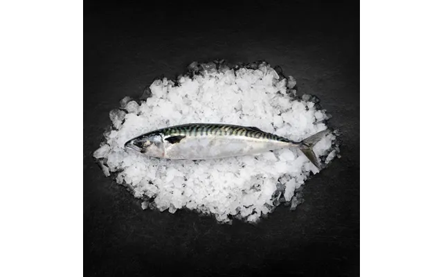 Danske Bundgarns Makreller Skagen