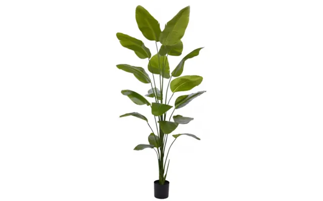Stor Kunstig Strelitzia Plante H225 Cm - Grøn