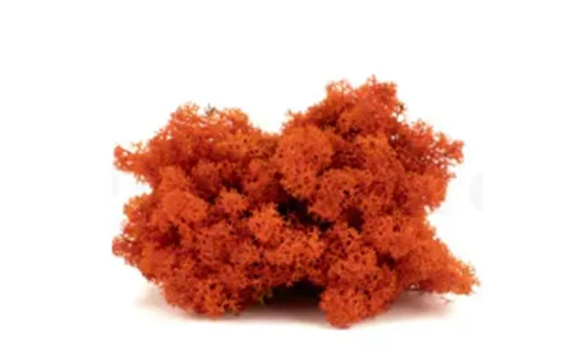 Ægte Orange Reindeer Mos