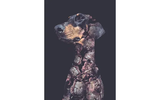 Flower Portraits Doberman A5