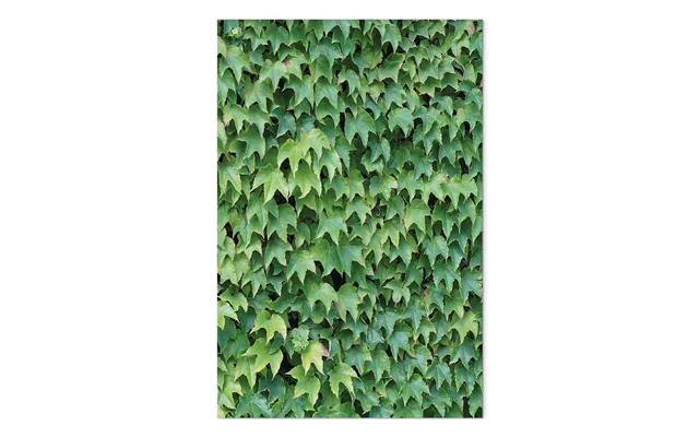 Lærredsbillede Tæt Efeu Vertikalt - 60 X 90 Cm