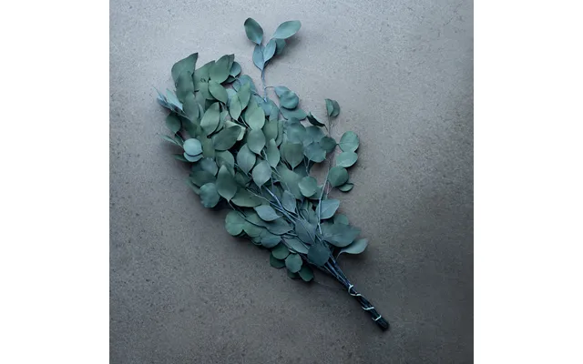Eucalyptus Populus Bundt
