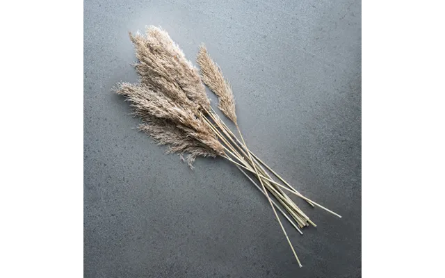 Pampas Græs Bundt