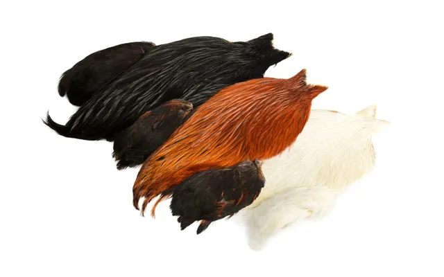 Whiting 4 B's Rooster Cape