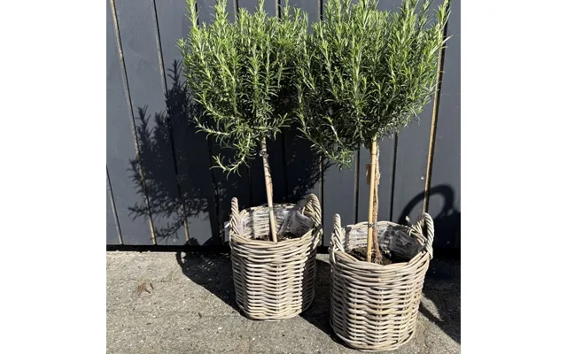 Kurv Rattan M Hanke - Aafod H 25